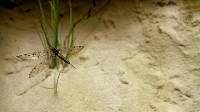 Close-up of a delicate lacewing insect resting on a blade of grass near sandy ground