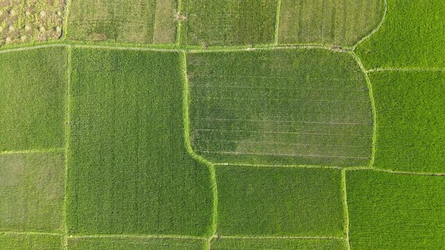 Aerial View of Patchwork Rice Fields and Agricultural Farmland in Bangladesh.