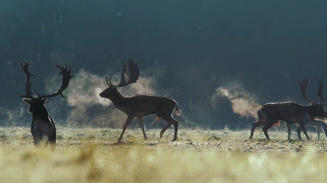 Majestic deer herd grazing in misty morning field with sunlit grass