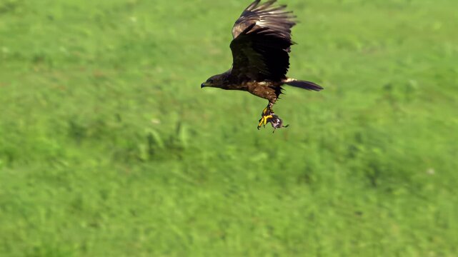 Majestic eagle soars through green fields carrying prey in its talons