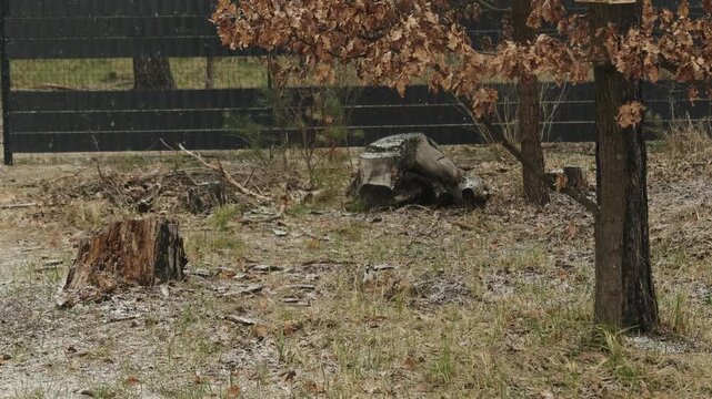 First snow falling on autumn leaves while a small bird walks across the cold outdoor surface.
