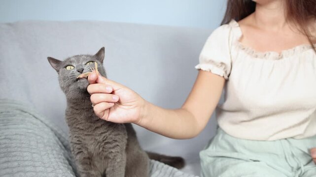 British cat happily receives generous pieces of dried meat from owners hand. Both relax on sofa while feline eagerly enjoys its favorite treat.