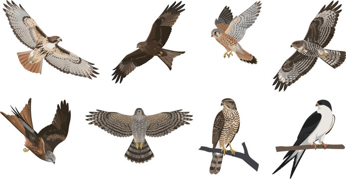 Hawk falcon and osprey vector illustration set featuring realistic predatory birds of prey soaring diving and perching on branches