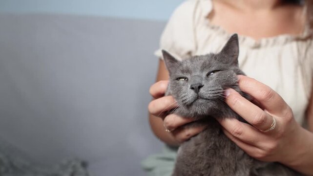 Gray British cat enjoys gentle cheek massage from owners hands. Relaxed feline shows deep pleasure while receiving affectionate touch and loving care.