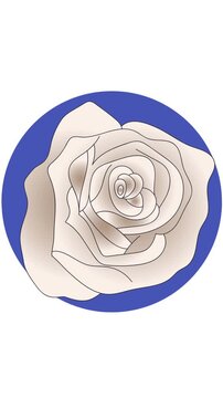 Animation of white rose and blue round shapes on white backgroud