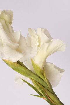 White, beige cream Gladiolus Flower bud Petals, Leaf, stem. Natural art light background.