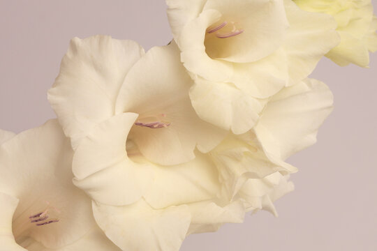 White, beige cream Gladiolus Flower bud Petals. Natural art light background.