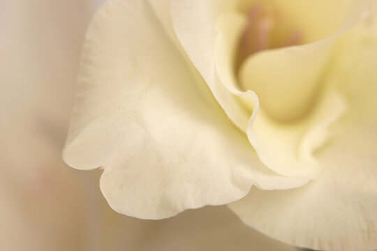 Smoke soft focus close-up white, beige cream gladiolus Flower bud Petals, pistil; stamen. Natural art light blur background.
