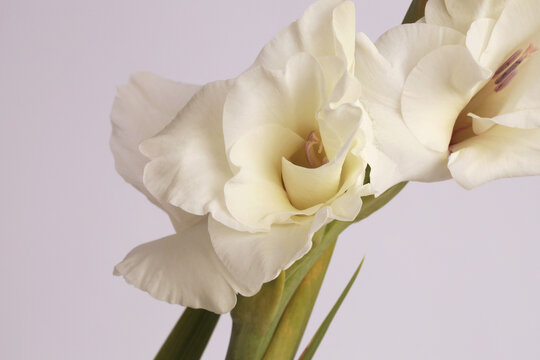 White, beige cream Gladiolus Flower bud Petals, Leaf, stem. Natural art light background.