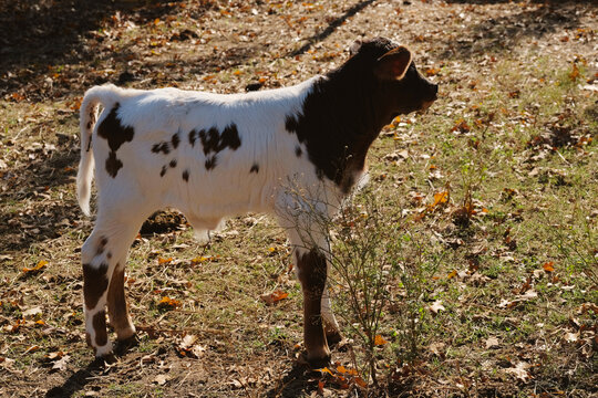 Spotted calf standing in a dry field during autumn season on cow farm.