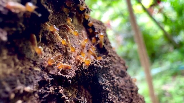 Extreme macro video of termite workers crawling on decaying wood bark inside a nest, illustrating pest infestation, natural damage, pest control needs, and subterranean insect wildlife.