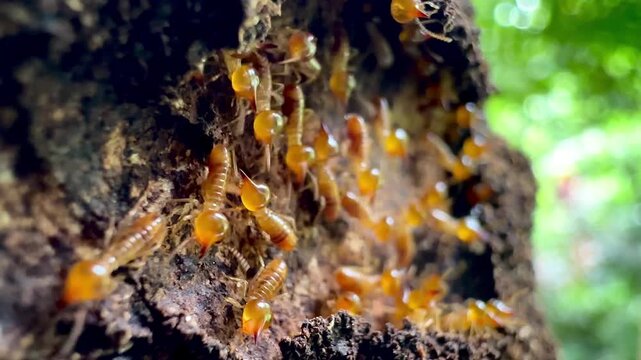 Extreme macro video of termite workers crawling on decaying wood bark inside a nest, illustrating pest infestation, natural damage, pest control needs, and subterranean insect wildlife.