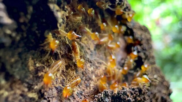 Extreme macro video of termite workers crawling on decaying wood bark inside a nest, illustrating pest infestation, natural damage, pest control needs, and subterranean insect wildlife.