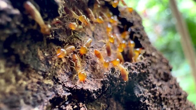 Extreme macro video of termite workers crawling on decaying wood bark inside a nest, illustrating pest infestation, natural damage, pest control needs, and subterranean insect wildlife.