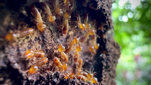 Extreme macro video of termite workers crawling on decaying wood bark inside a nest, illustrating pest infestation, natural damage, pest control needs, and subterranean insect wildlife.