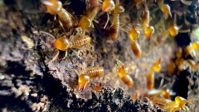 Extreme macro video of termite workers crawling on decaying wood bark inside a nest, illustrating pest infestation, natural damage, pest control needs, and subterranean insect wildlife.