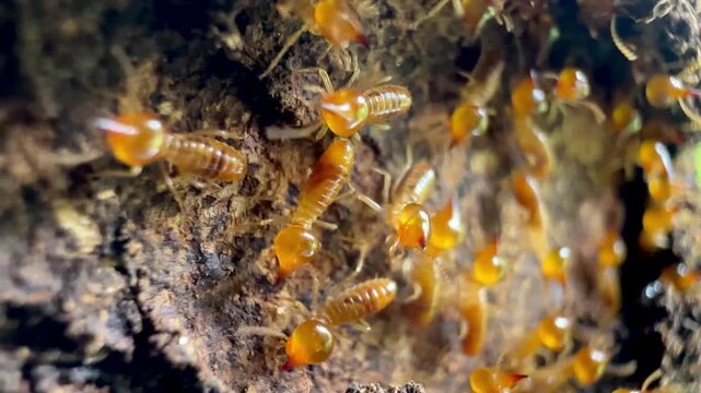 Extreme macro video of termite workers crawling on decaying wood bark inside a nest, illustrating pest infestation, natural damage, pest control needs, and subterranean insect wildlife.