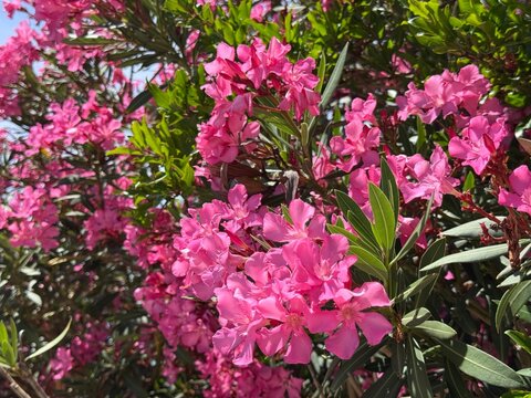 Pink oleander nerium flowering plant