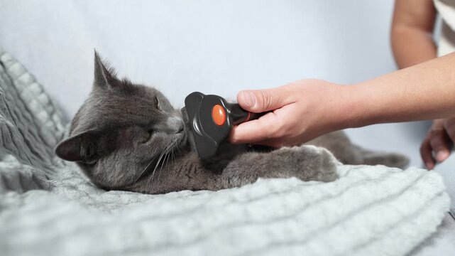 British Shorthair sniffs Furminator before grooming begins. Woman calmly introduces tool to build trust and prepare cat for brushing.