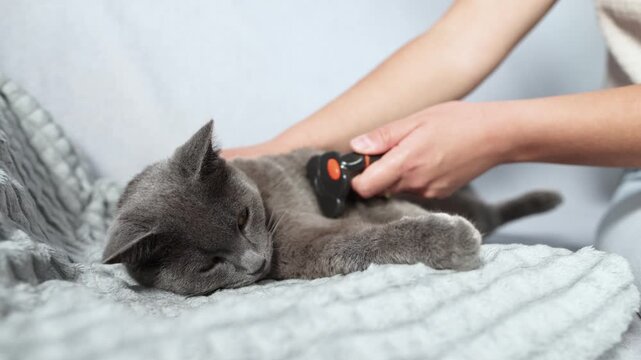 British Shorthair resists Furminator grooming and tries biting tool. Slow motion captures challenging pet care and playful feline reaction during brushing.