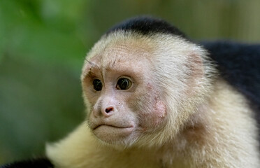 Naklejka premium White-faced capuchin monkey, Costa Rica. 