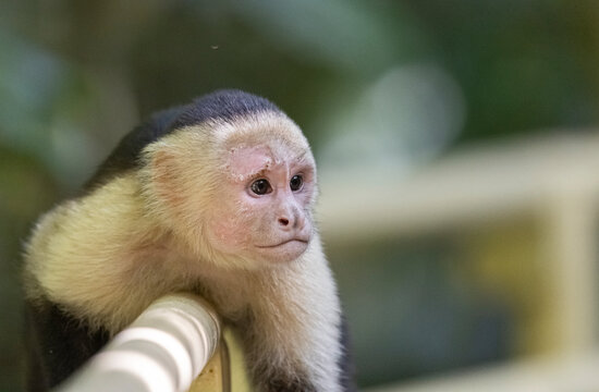 White-faced capuchin monkey, Costa Rica. 