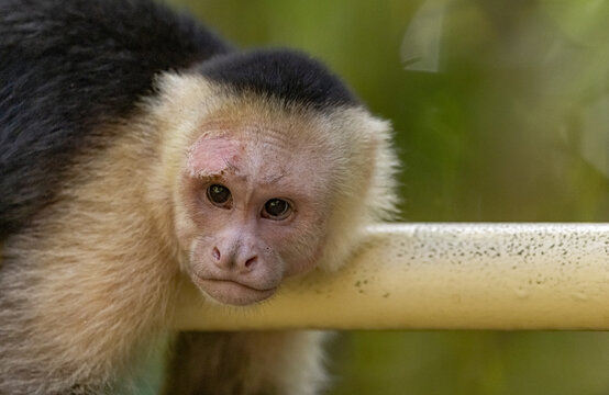 White-faced capuchin monkey, Costa Rica. 