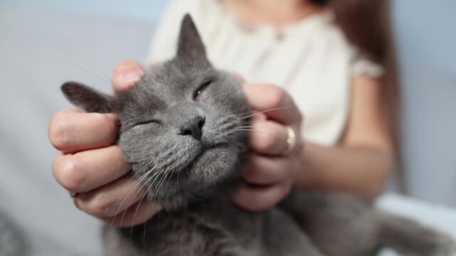 British Shorthair enjoys gentle face and neck scratches in extreme closeup. Cat occasionally peeks toward camera while remaining deeply relaxed.