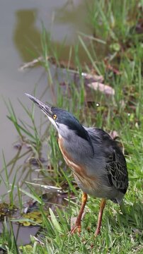 Striated Heron Resting on the Lakeshore in Parque de S&atilde;o Jos&eacute; dos Campos, Brazil.	