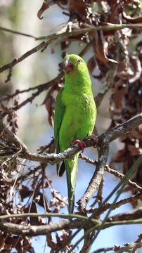 Plain Parakeet Resting on Tree Branch.	