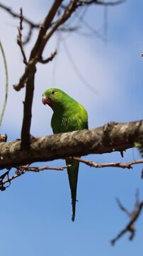Plain Parakeet Resting on Tree Branch.	