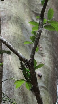 Plain Parakeet Resting on Tree Branch.	