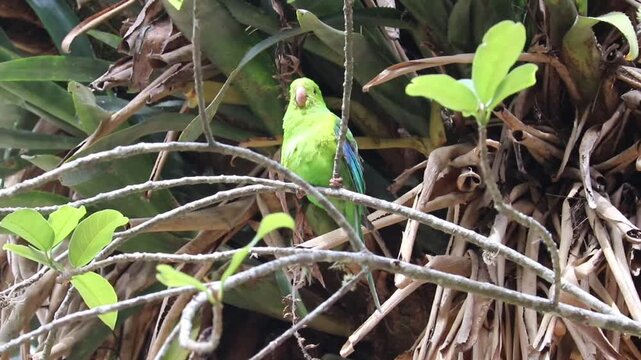 Plain Parakeet Resting on Tree Branch.