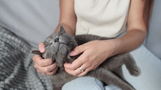 Happy British Shorthair relaxes on owner lap after grooming and flea removal. Woman gently scratches its neck while cat enjoys soothing affectionate care.