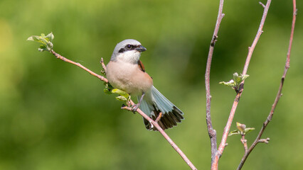 Fototapeta premium great tit parus major