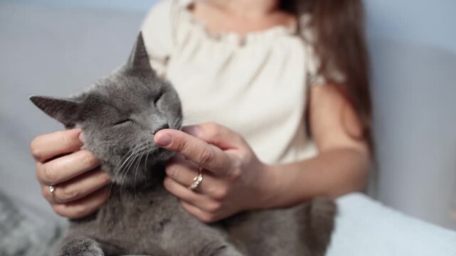 British Shorthair lovingly licks woman finger in extreme closeup. Visible tongue makes this sweet playful interaction feel warm funny and deeply affectionate.
