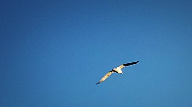 Low angle view video of a lonely white seagull bird flying across clear blue sky, montevideo city, uruguay. 