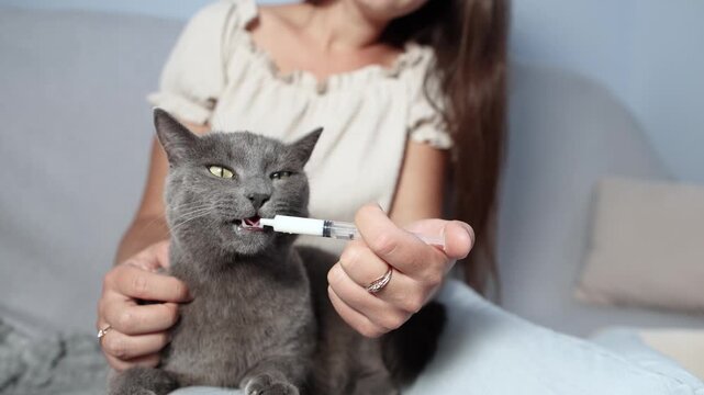 British Shorthair happily licks tasty medicinal suspension from syringe on owner lap. Slow motion shows willing treatment and gentle supportive pet care.