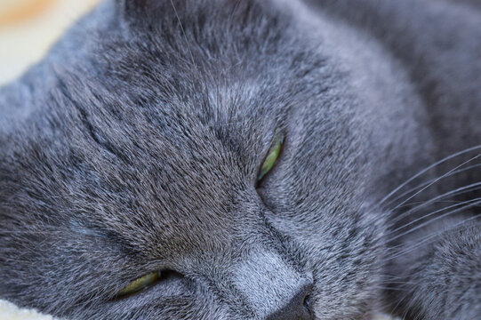 Grey Russian Blue cat sleeping peacefully on a soft blanket close-up. Domestic pet napping, sleepy cat resting head on soft surface, feline portrait and cozy home concept.