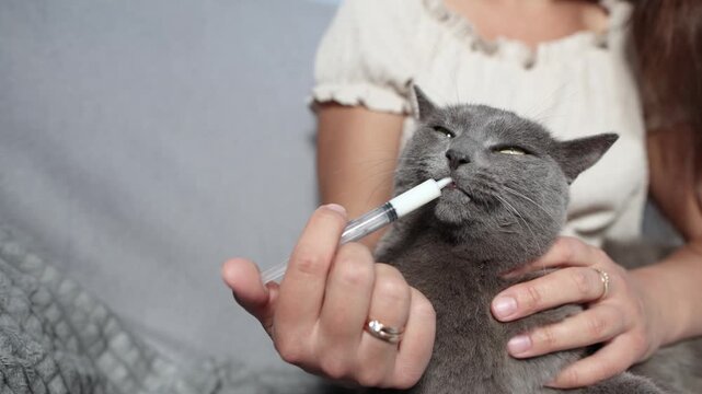 Resting British Shorthair eagerly accepts medicinal suspension from syringe while sitting on owner lap. Slow motion shows calm supportive treatment.