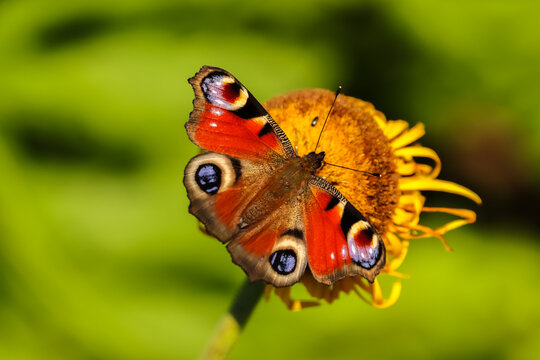 A peacock butterfly (Inachis io) enjoys flower nectar on a beautiful summer day. The base color is a rusty red, with distinctive, black, blue and yellow eyespot. The underside is mimicking a dead leaf