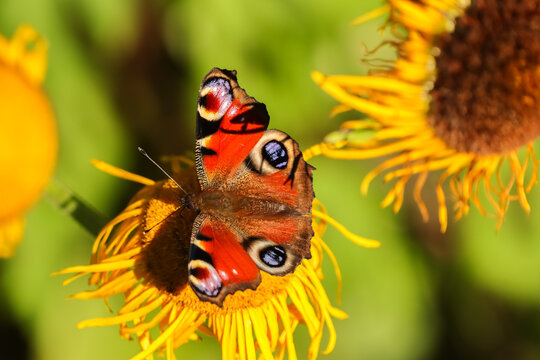 A peacock butterfly (Aglais io) enjoys flower nectar on a beautiful summer day. The base color is a rusty red, with distinctive, black, blue and yellow eyespot. The underside is mimicking a dead leaf.