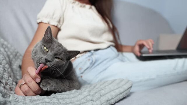 British Shorthair actively licks cat sausage in sharp focus while woman works on laptop in soft background blur. Slow motion shows remote work distraction.