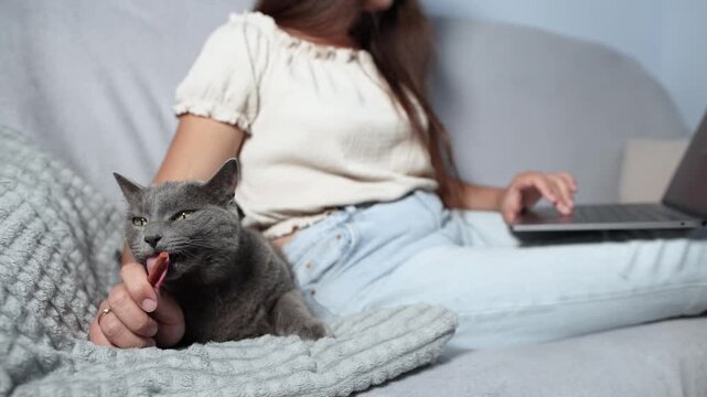 Woman works on laptop while British Shorthair actively licks cat sausage from her hand. Slow motion captures remote work challenges and playful pet distraction.