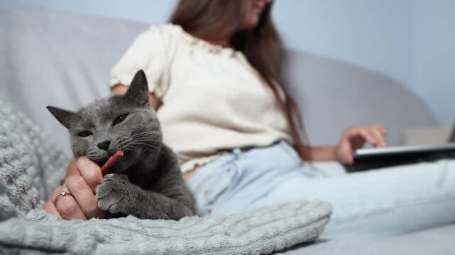 Sharp focus stays on British Shorthair enjoying cat sausage while woman and laptop fade into background blur. Slow motion presents playful remote work challenge.