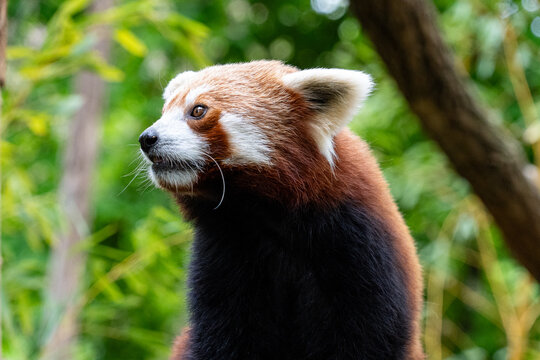 Red panda portrait in profile with backlit whiskers against green bamboo foliage