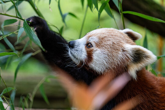 Red panda reaching up with an outstretched paw to grab a bamboo stem