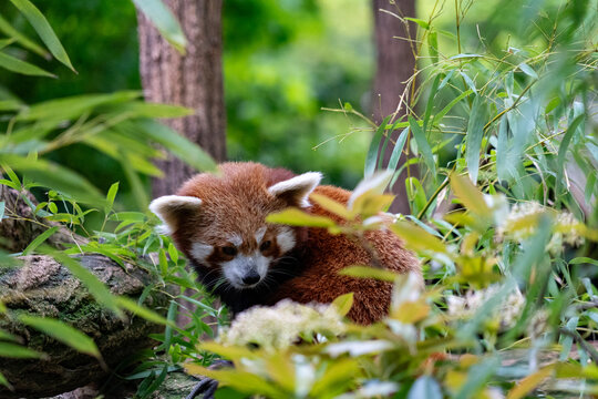 Red panda partly hidden among bamboo leaves on a mossy log