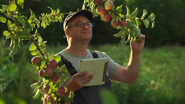 Male farmer in gray shirt and cap inspects apple tree branches with ripe fruit while holding a tablet, surrounded by lush greenery in an orchard during daylight hours