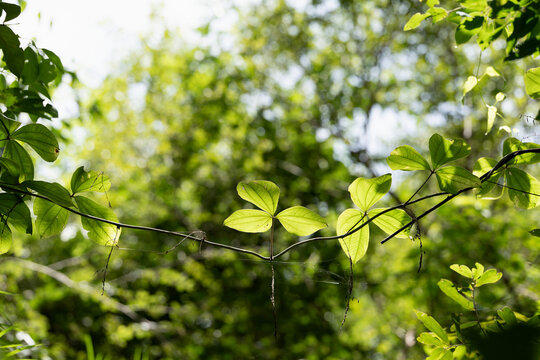 Macro focus of lush green leaves vine and visible spider web
